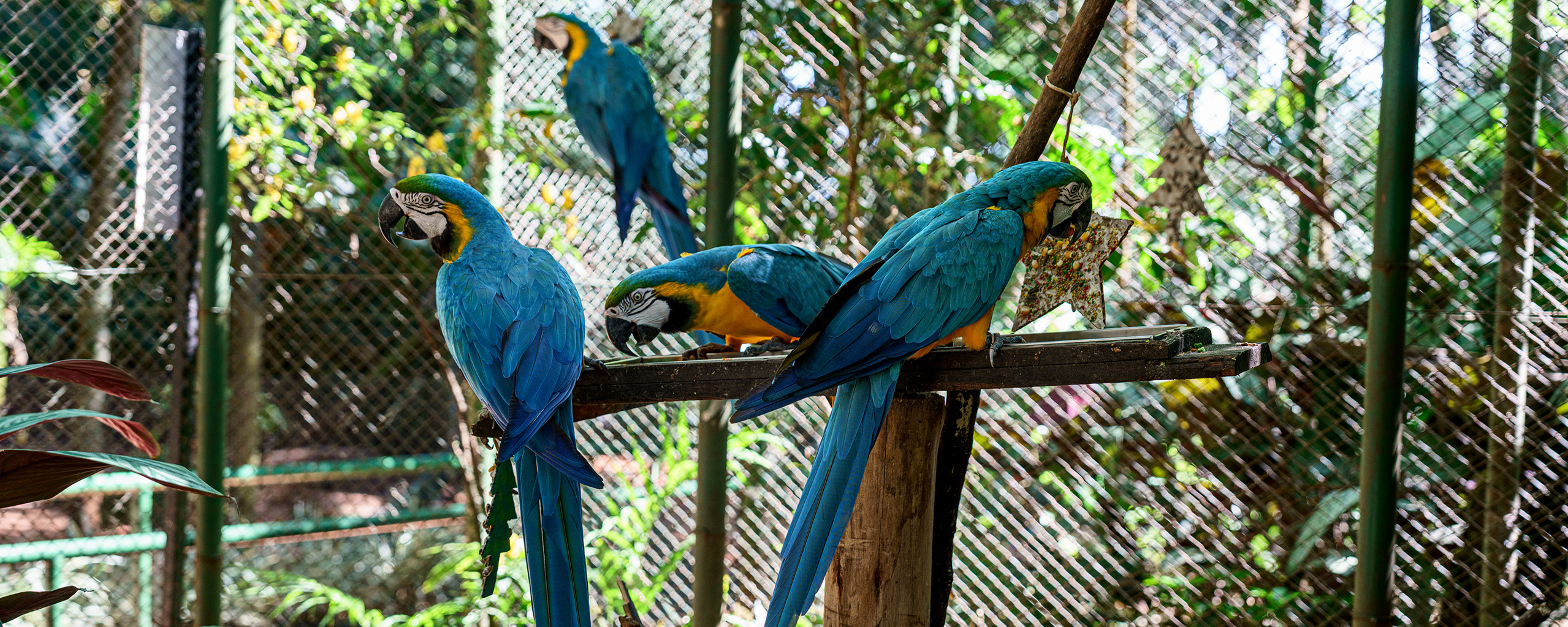 Refúgio de Animais Bourbon